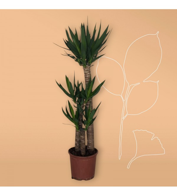 3lü Yucca Ağacı (ORTA)
